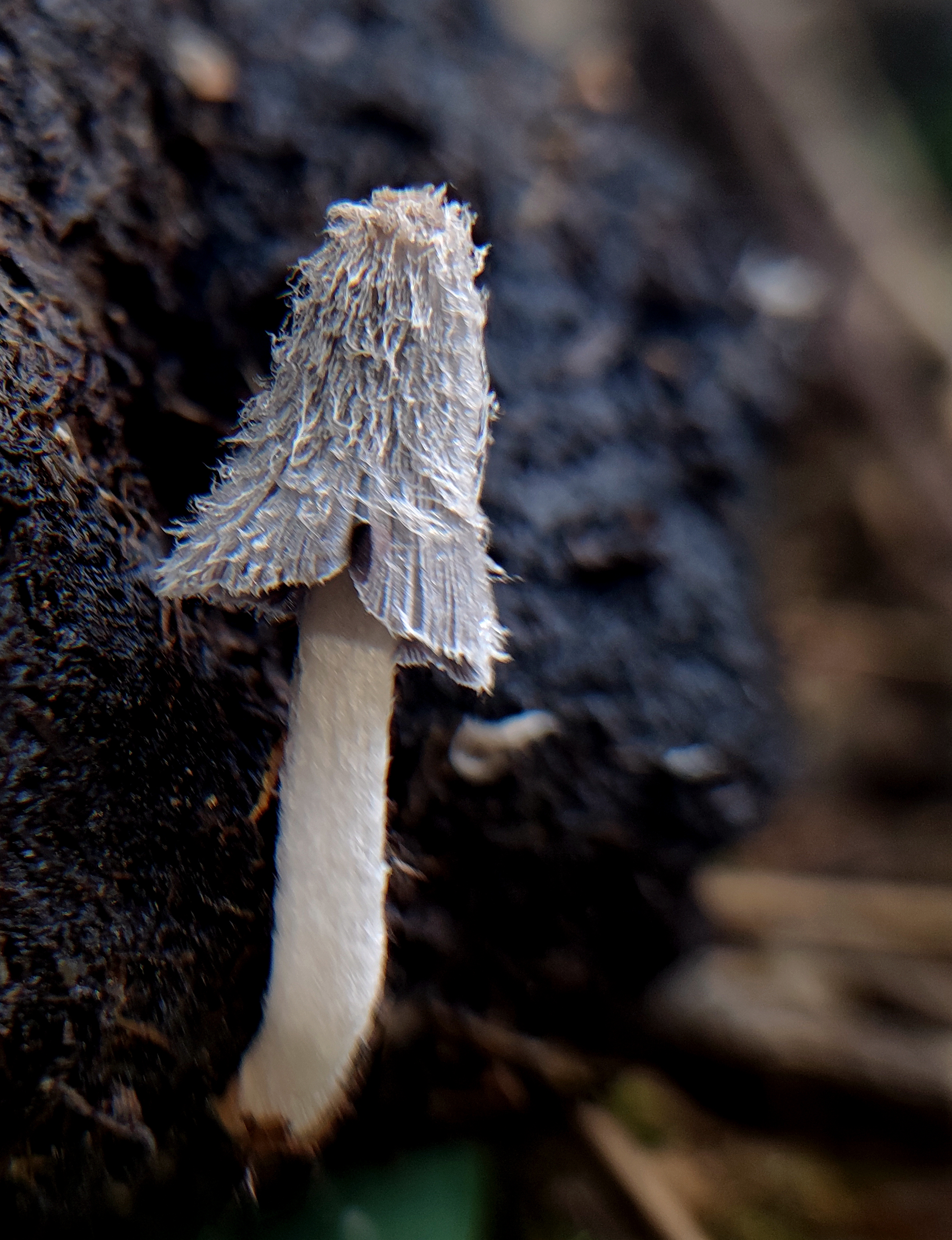 mushroom-image
